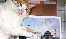 橘猫视频,治愈系萌宠瞬间，萌化你的心