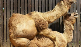 骆驼交配视频,自然繁衍的壮丽瞬间